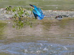 4月11日のカワセミ　３