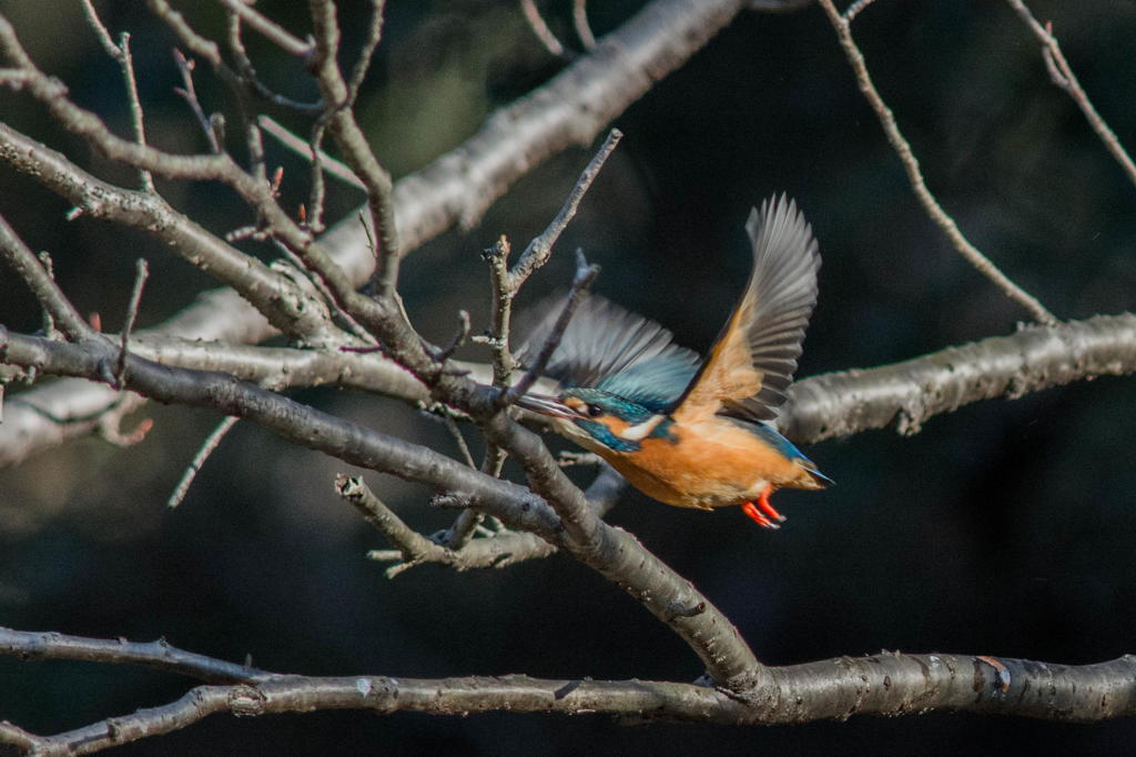 カワセミ　その２