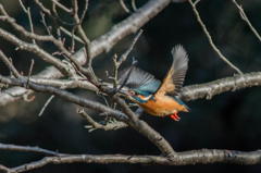 カワセミ　その２