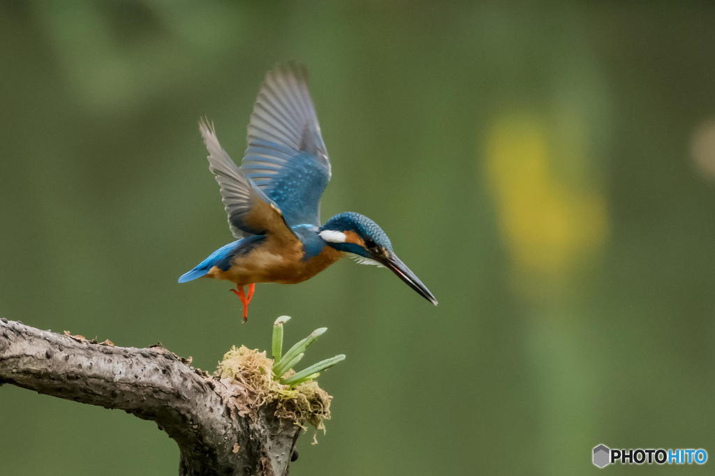 ４月29日のカワセミ　１