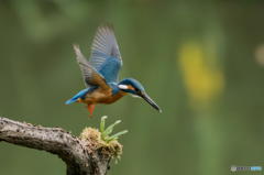 ４月29日のカワセミ　１
