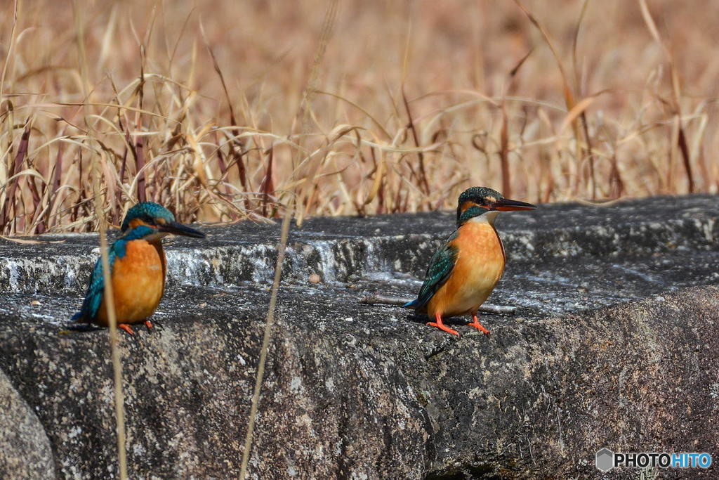 ３月１日のカワセミ