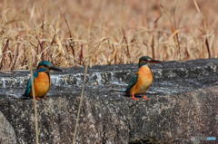 ３月１日のカワセミ
