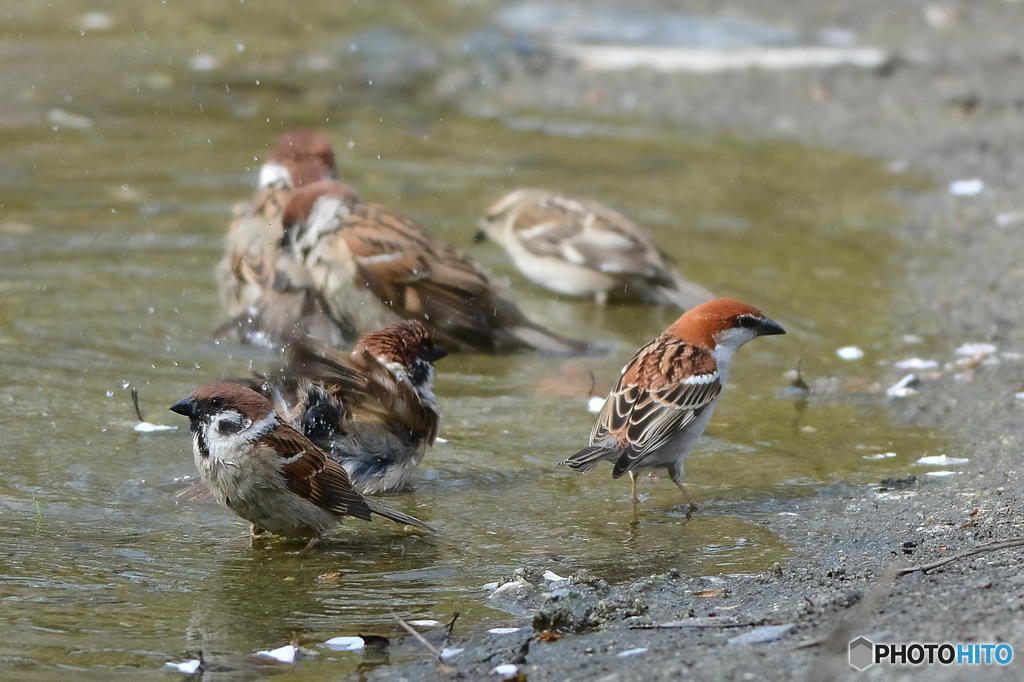 ４月２１日は蔵出しのニュウナイスズメ　２