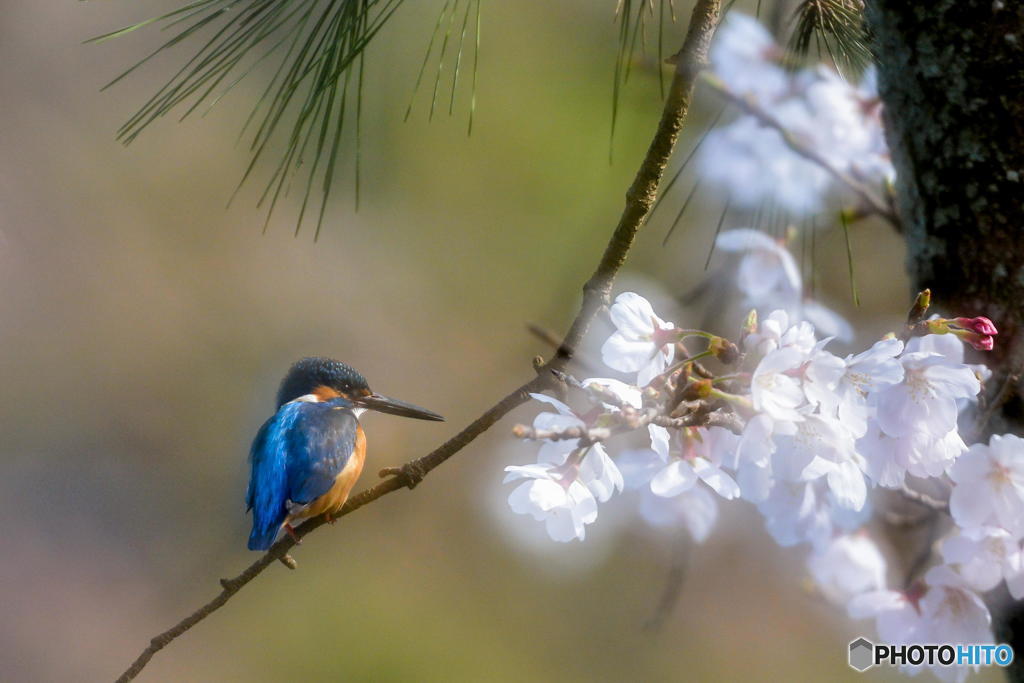 3月31日のカワセミ　１