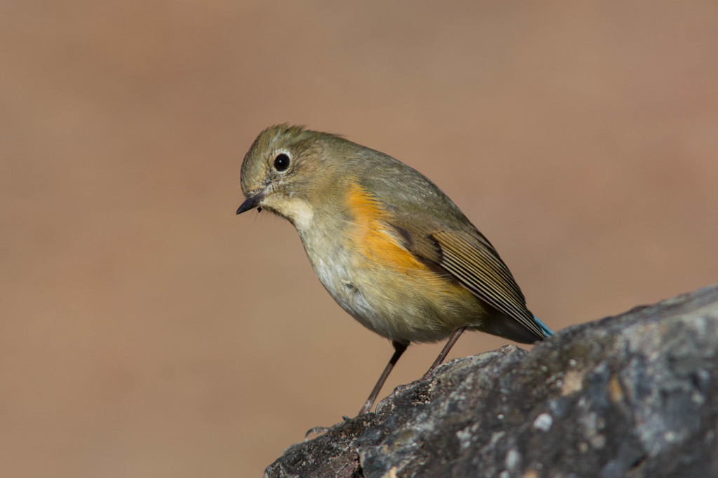 ノートリでルリビタキ♀　その１