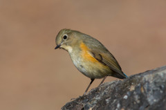 ノートリでルリビタキ♀　その１