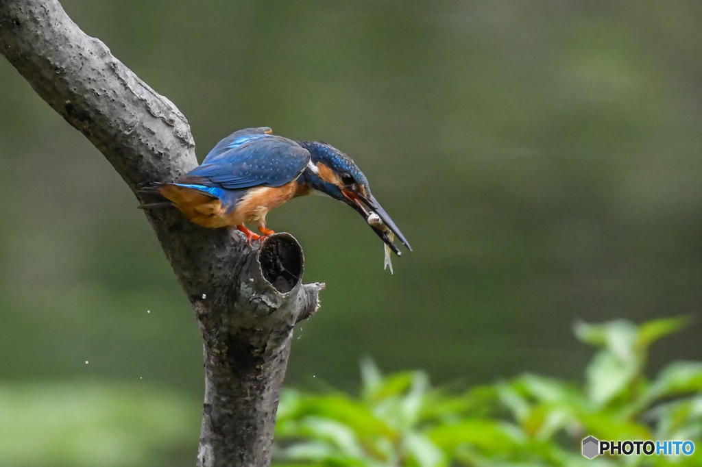 ６月12日のカワセミ　２