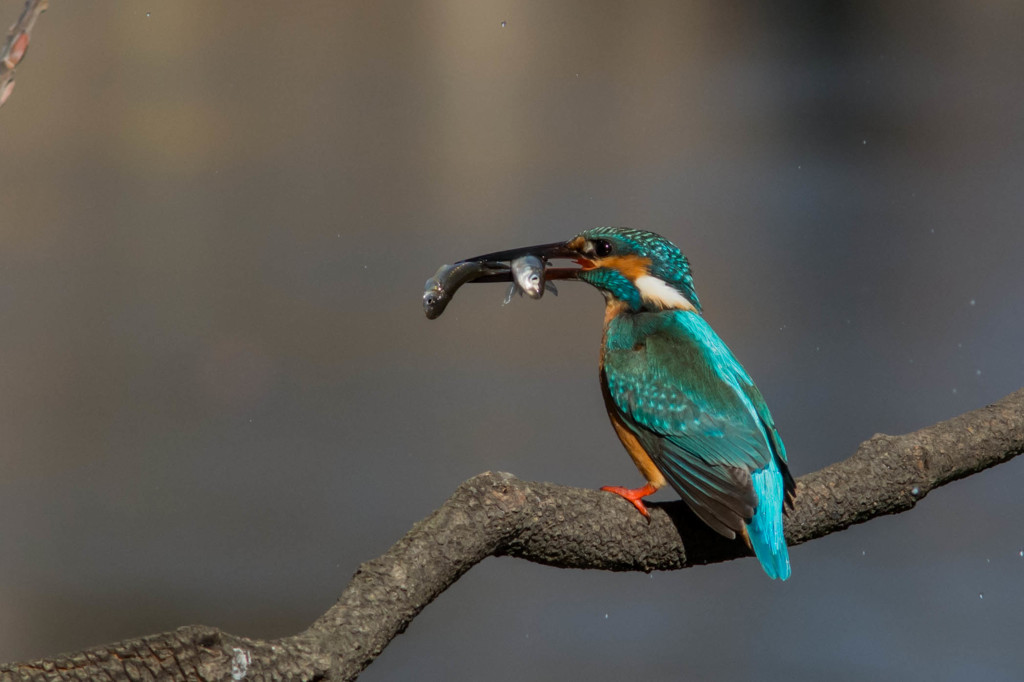 わ～い　２匹ゲットだぜい！