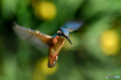 ５月８日のカワセミ　２