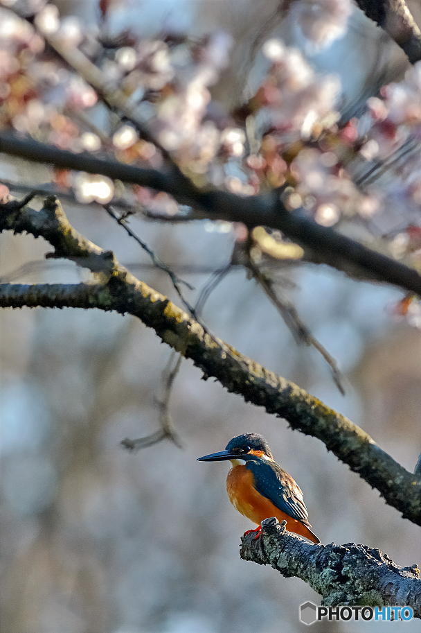 ３月２９日のカワセミ　２