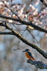 ３月２９日のカワセミ　２