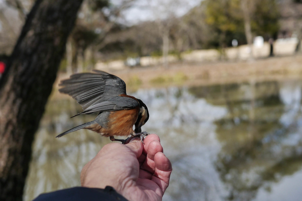 手乗りヤマガラ２