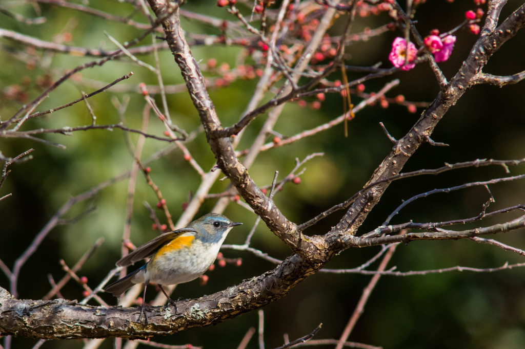 梅花とルリビタキ♂　その２