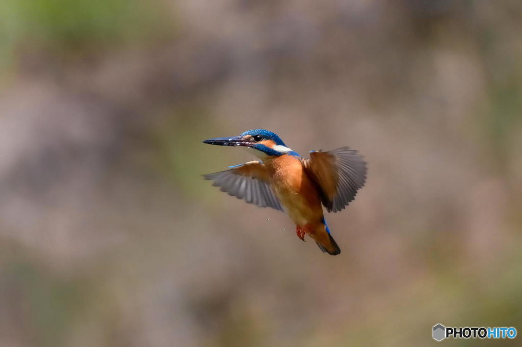 3月31日のカワセミ　２