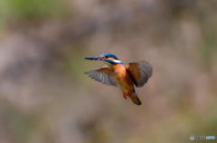 3月31日のカワセミ　２