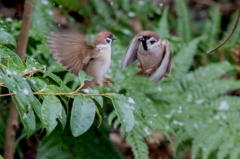 スズメの空中戦