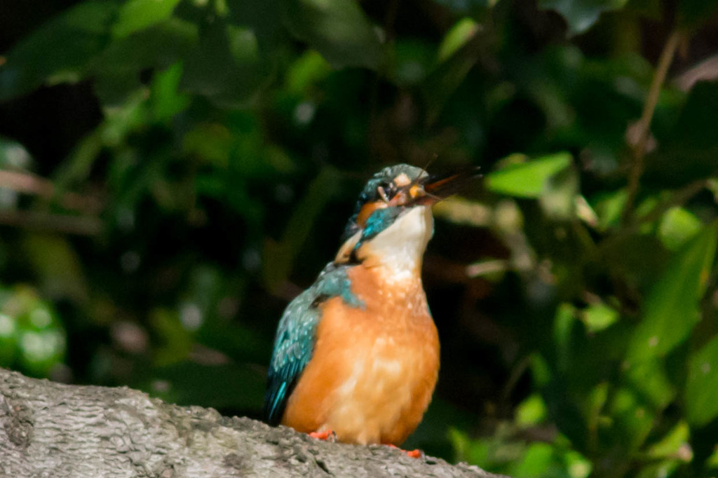 喉の膨らみ具合が…