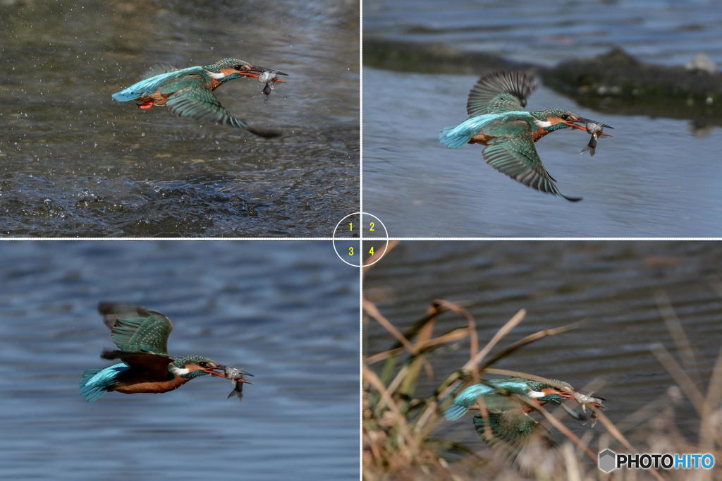 ３月４日は蔵出しのカワセミ