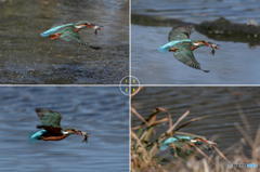 ３月４日は蔵出しのカワセミ