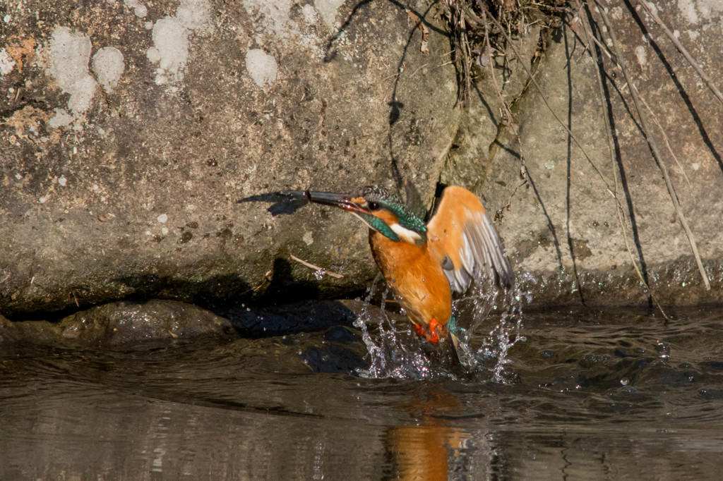 咥えてはみたけれど　その２