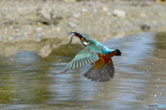 ３月22日のカワセミ　１