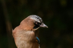 カケスの人相（鳥相）２