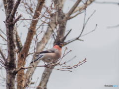 ３月24日　昨日のウソ　１