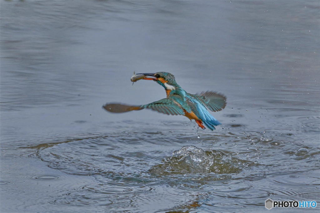 ３月１２日のカワセミ　２