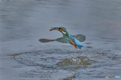 ３月１２日のカワセミ　２