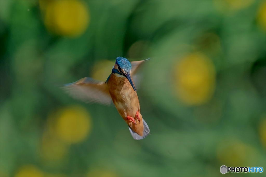 ５月17日は蔵出しのカワセミ　１
