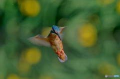 ５月17日は蔵出しのカワセミ　１