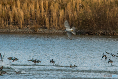 12月17日のオオタカ成鳥