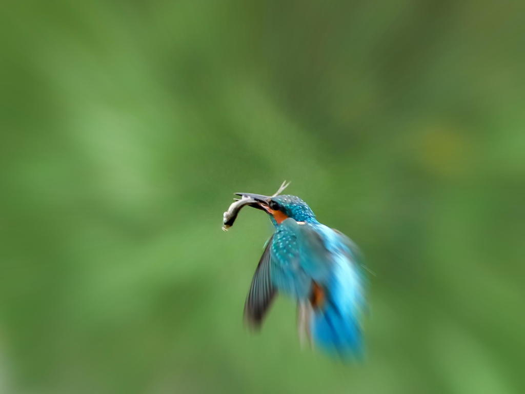 魔法の粉で画像処理？