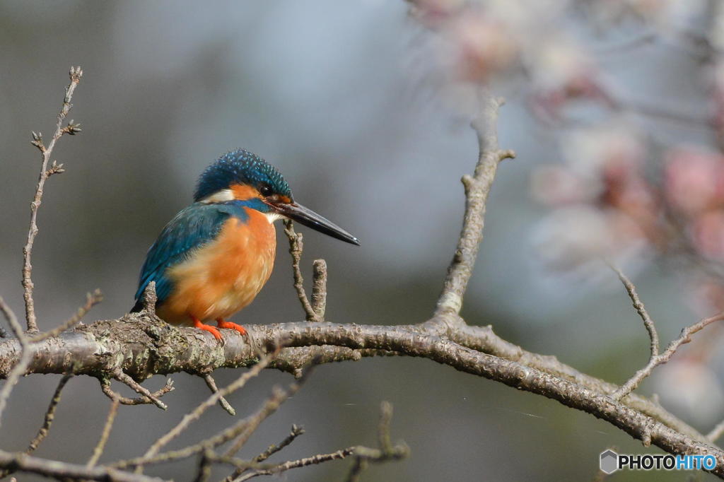 ３月２８日のカワセミ　２