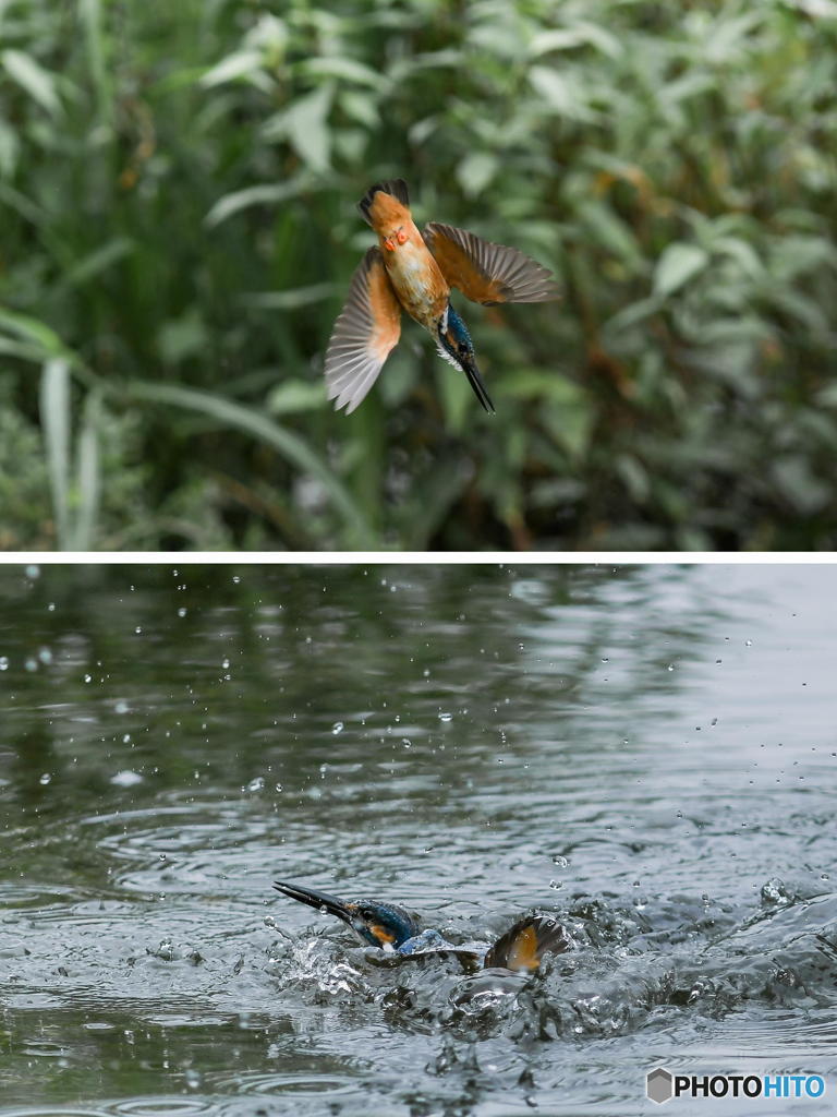 7月24日のカワセミ　１