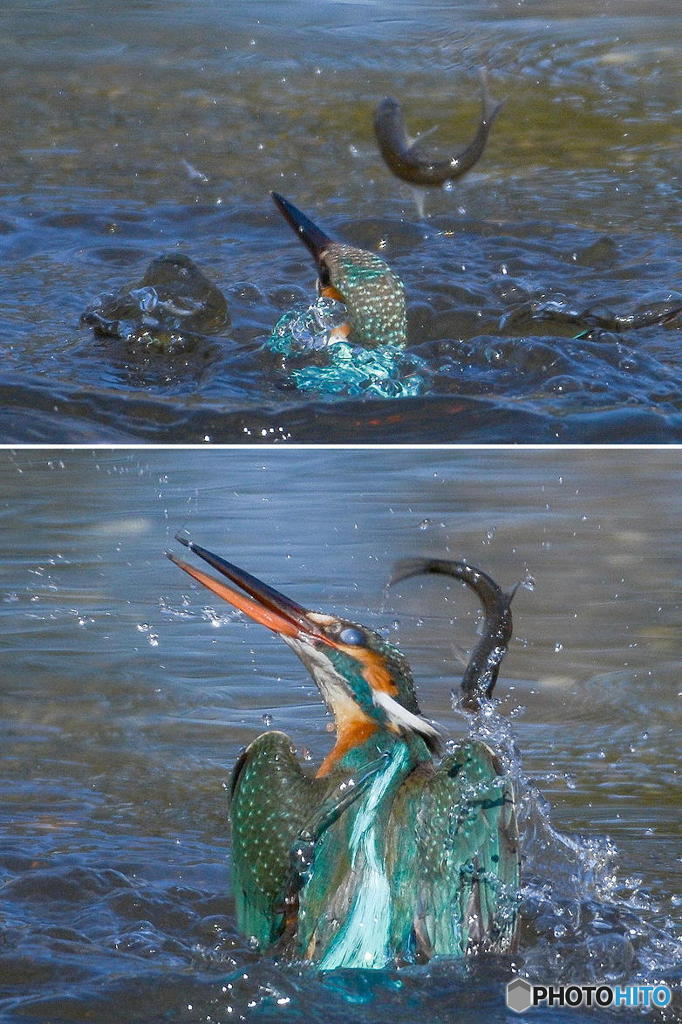 ２月11日のカワセミ