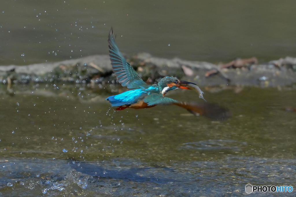 ３月１１日のカワセミ　１