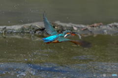 ３月１１日のカワセミ　１