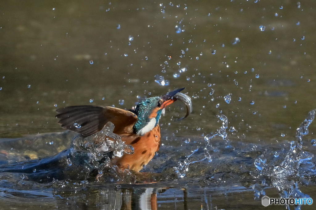 3月2日のカワセミ　２