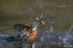 3月2日のカワセミ　２