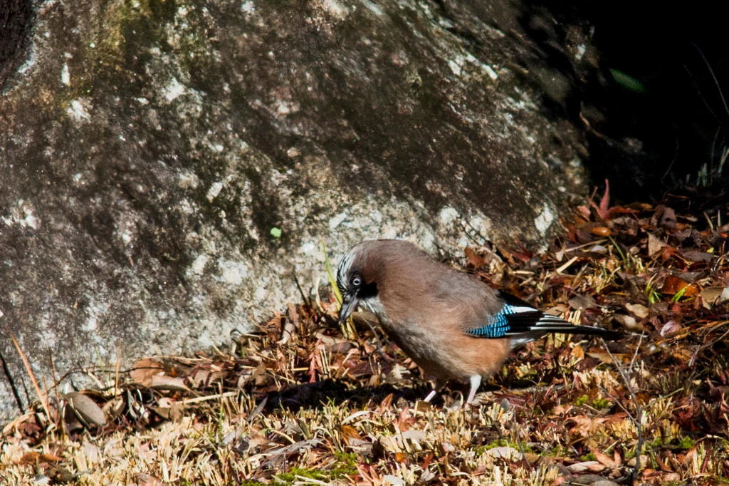 カケス　その２