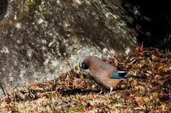 カケス　その２