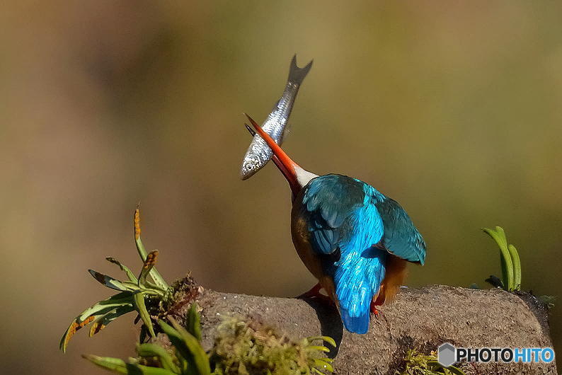 2月26日のカワセミ　２