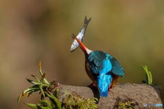 2月26日のカワセミ　２