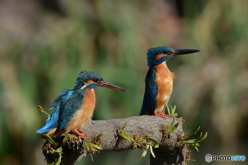 ３月１５日のカワセミ　３