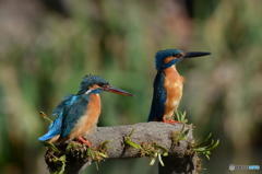 ３月１５日のカワセミ　３