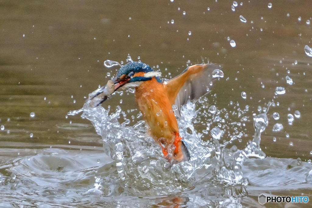 ３月23日のカワセミ　１