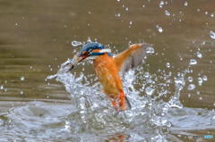 ３月23日のカワセミ　１