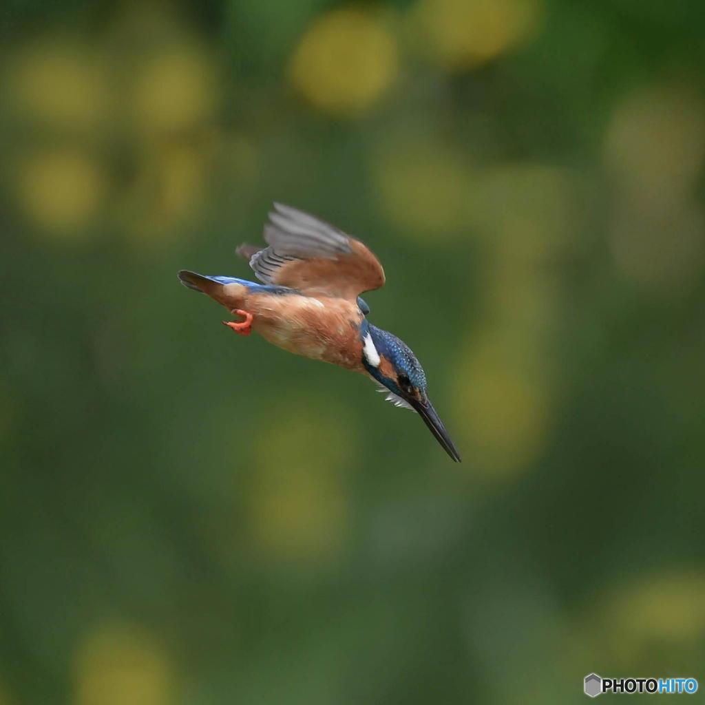 ５月15日は蔵出しのカワセミ　１